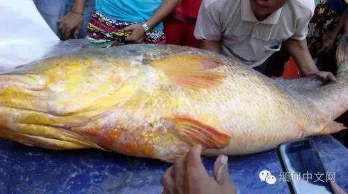 中国土豪千里进缅甸购买天价鱼!17.9万一条究竟有何神奇之处?