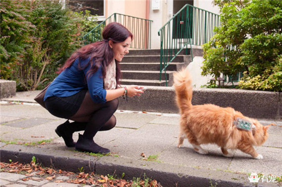 猫咪黑客能保卫你的无线网络吗?