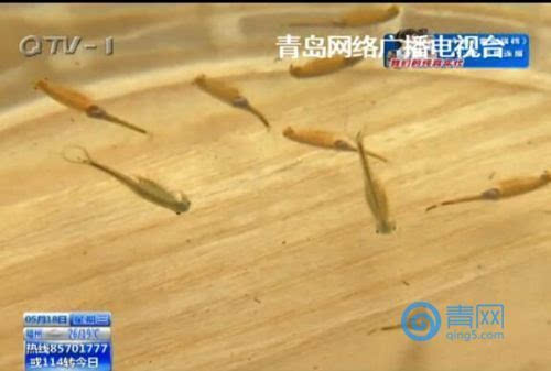 大珠山山顶惊现远古“仙女虾” 存在已有两亿年（大珠山为什么叫大珠山）