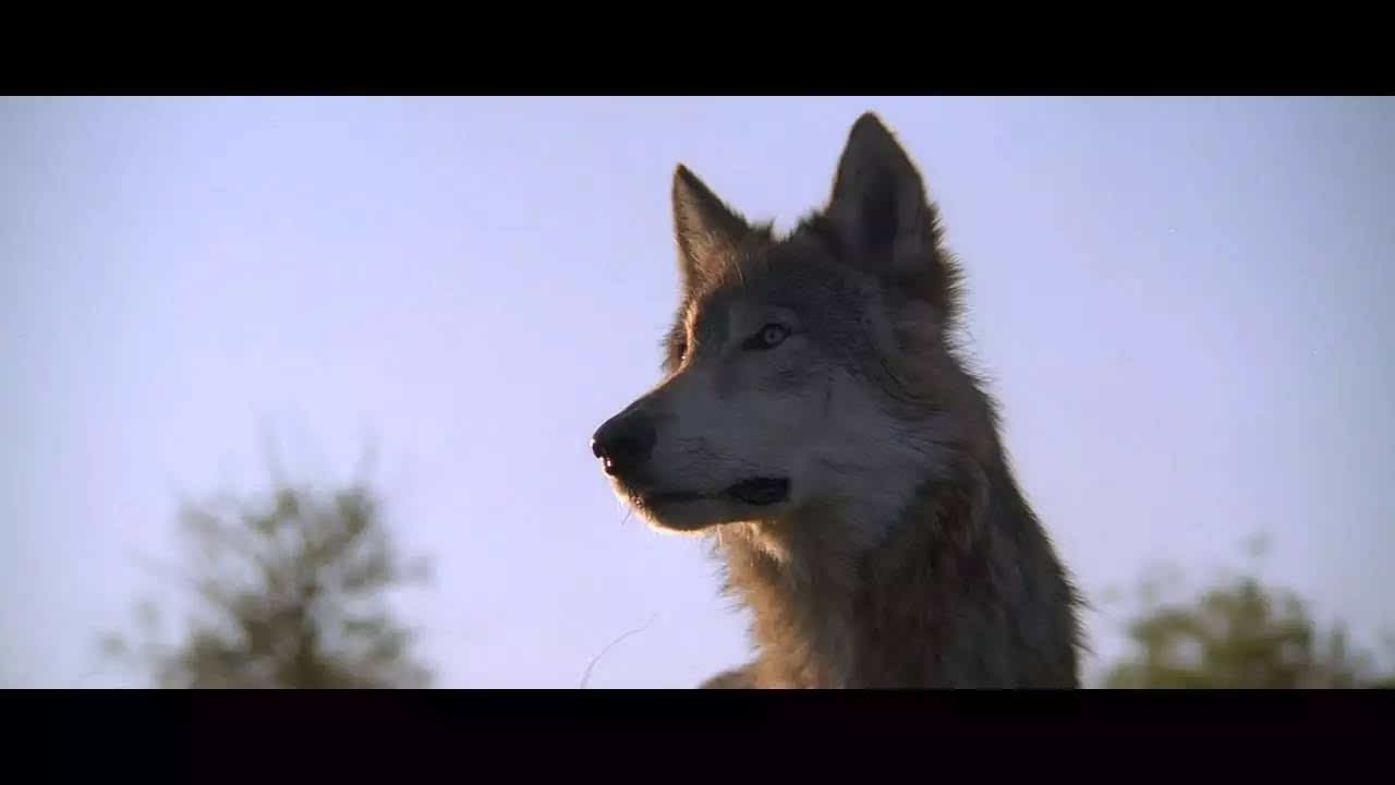 《与狼共舞》(1990)中的北美灰狼