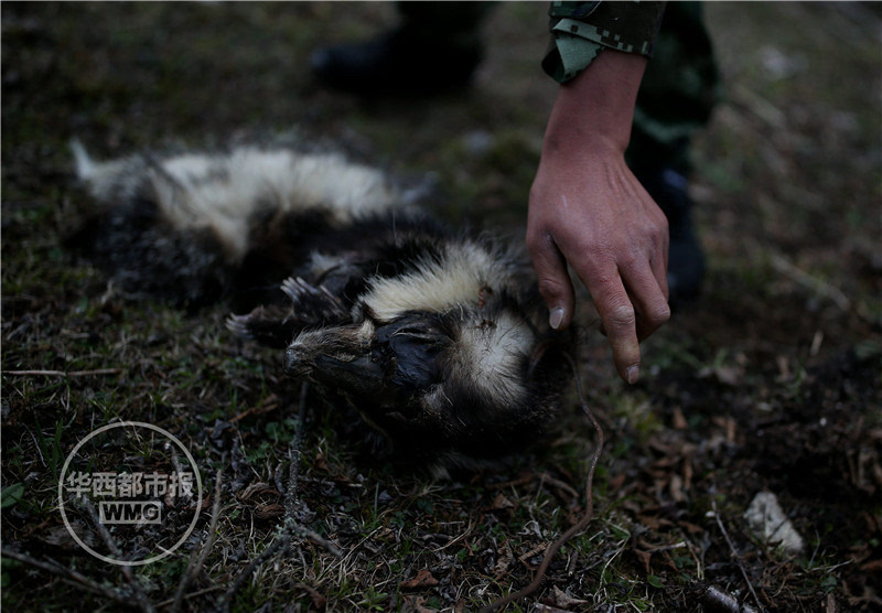 发现一只死去的生灵,当地人称为拱猪,已经被猎套套死.