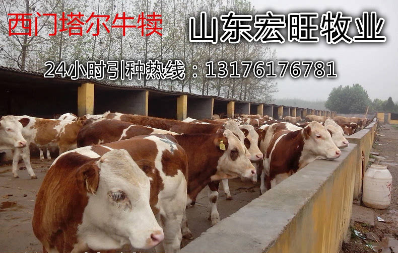 广东鲁西黄牛肉牛养殖行业发展动态-搜狐