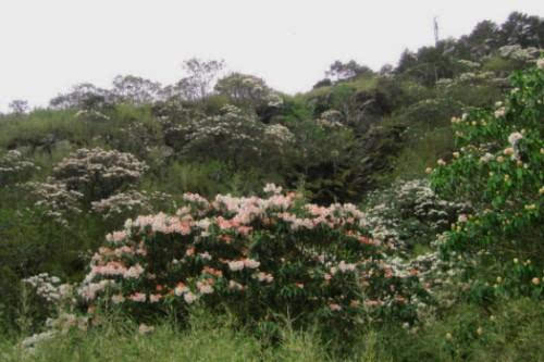 台北合欢山杜鹃花季 满山遍野花海吸睛