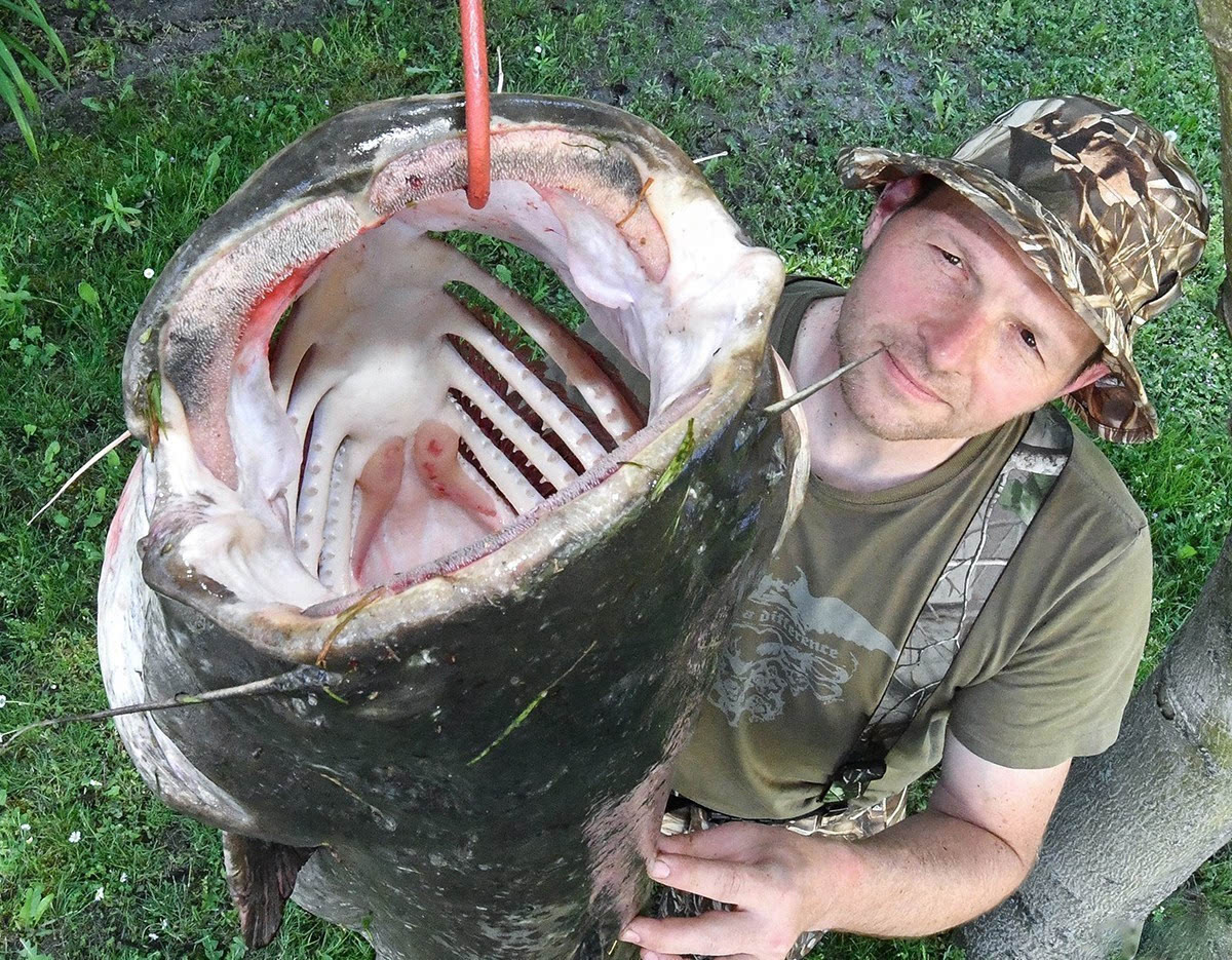 男子捕获1.85米巨型鲶鱼:这嘴真能吃人