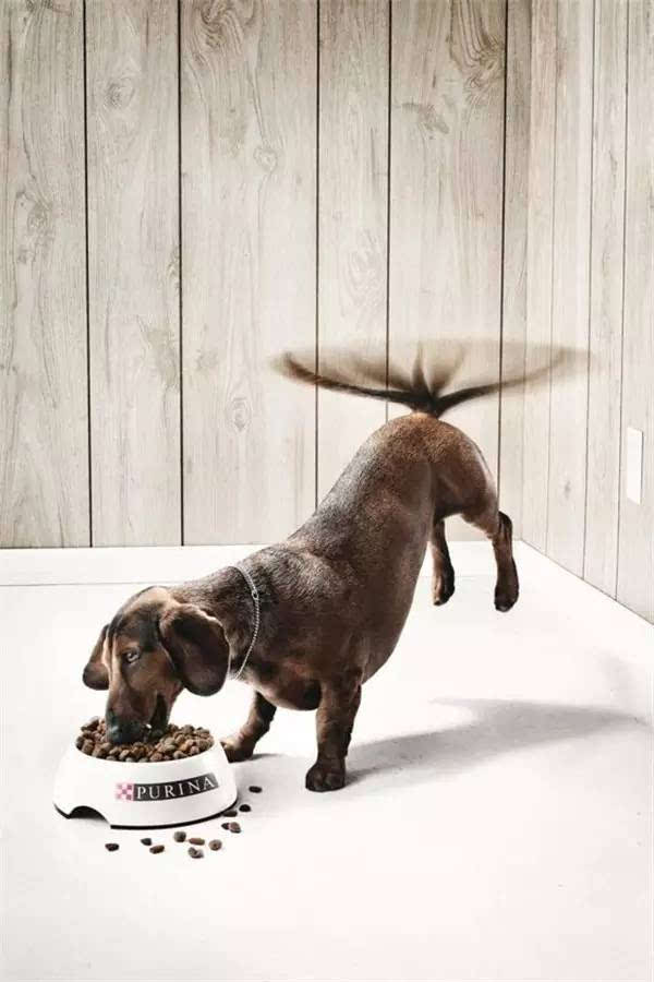 狗粮广告 　　看这条狗乐得，你家汪星人看见绝对要吵着换狗粮了。