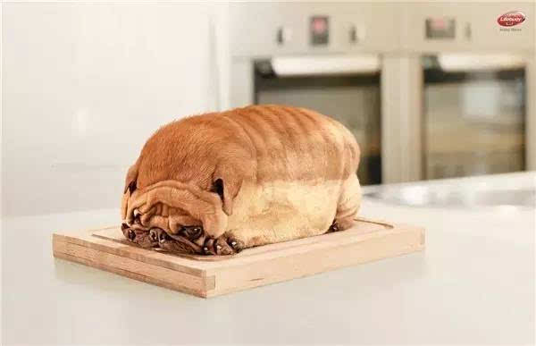 狗面包广告 　　我就是面包的灵感来源~