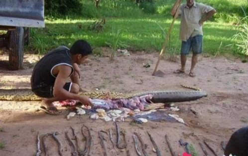 吃人巨蟒产子时被村民枪杀 满腹小蛇