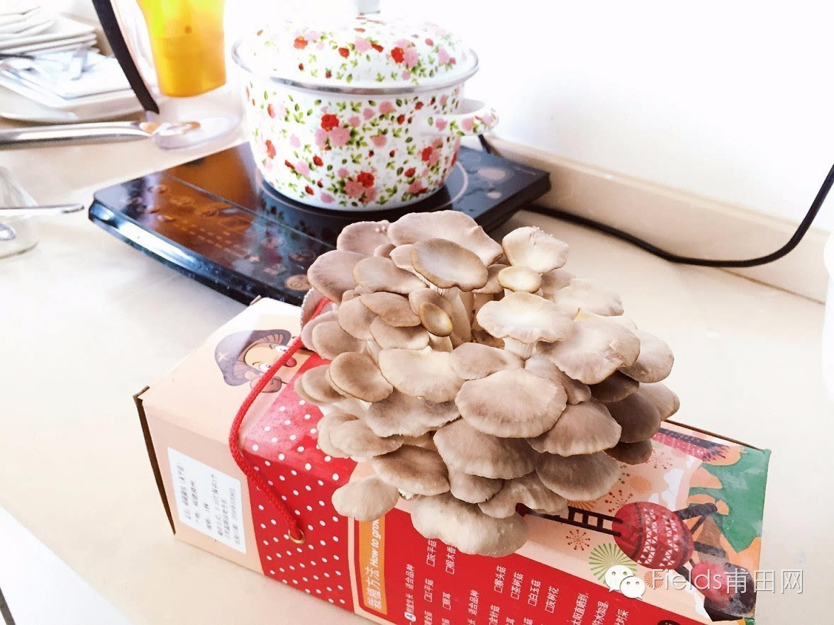 消磨无聊时间的小游戏:一起在家种蘑菇吧!