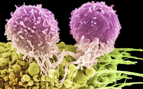 癌症免疫细胞治疗知识:CAR-T与TCR-T的区别