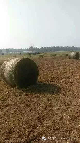 一百多亩麦子被毁 兰考农民地头痛哭