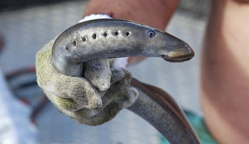 据报道,这种"僵尸鱼"实际名为七鳃鳗(lamprey),长有锋利的牙齿
