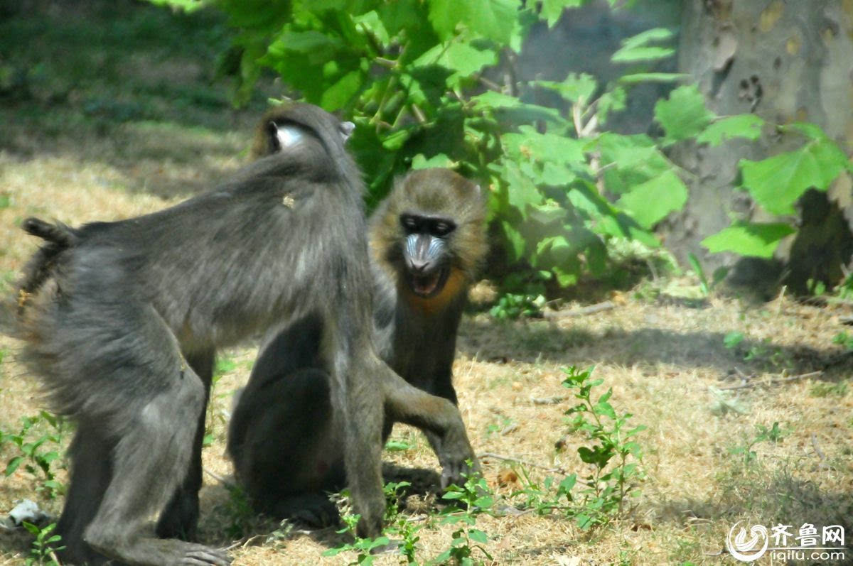 济南动物园首次引进非洲脸谱猴 红鼻蓝脸站立