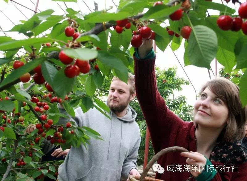 5月28日29日,昆嵛山摘大樱桃了,关注海洋国旅有优惠!