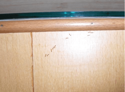 家里有蚂蚁怎么办?快速消灭蚂蚁方法