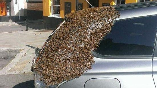 蜂后贪吃被困车内 2万蜜蜂"救驾"围攻汽车