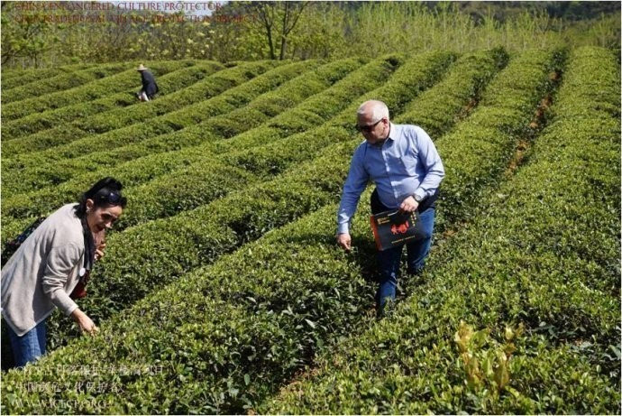 [茶人茶园]赤壁羊楼洞古镇茶园