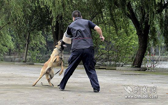 小记者探秘武汉警犬基地 与"犬中精英"零距离(组图)_手机搜狐网