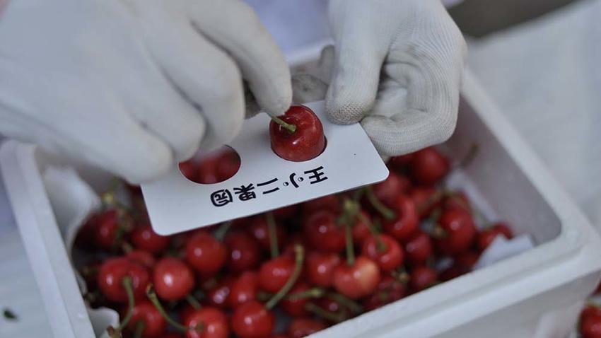 烟台樱桃季 生鲜物流能力的一次考验