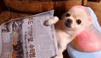 过的连畜牲都不如!骂人?这是在阐述事实