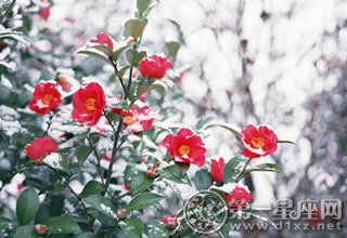 赏花攻略:冬天开什么花的图片大全集