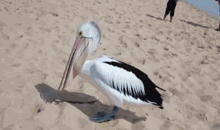 壁纸 动物 鸟类 摄影 320_189 gif 动态图 动图