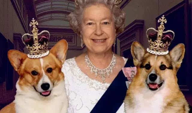 有一种狗生巅峰叫做下辈子还要当"英国女王的柯基",女王的柯基可是