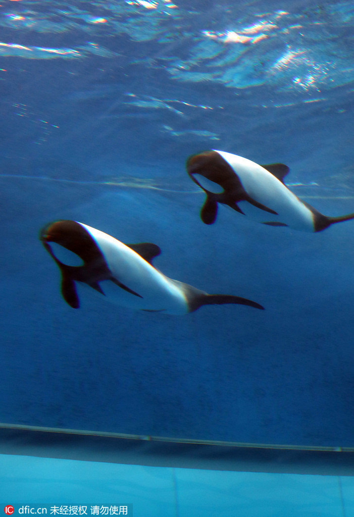 熊猫海豚你见过吗日本水族馆迎来黑白海豚