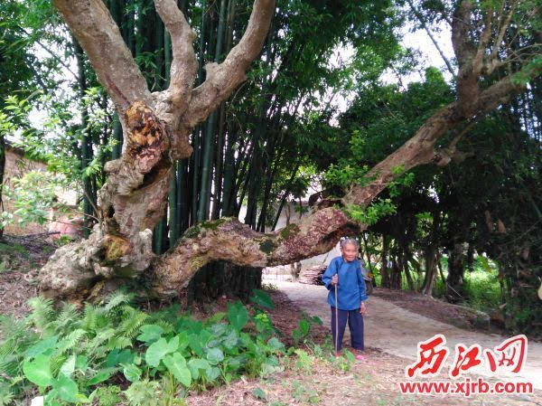 老树树皮当"解药 村民视为"神医树"