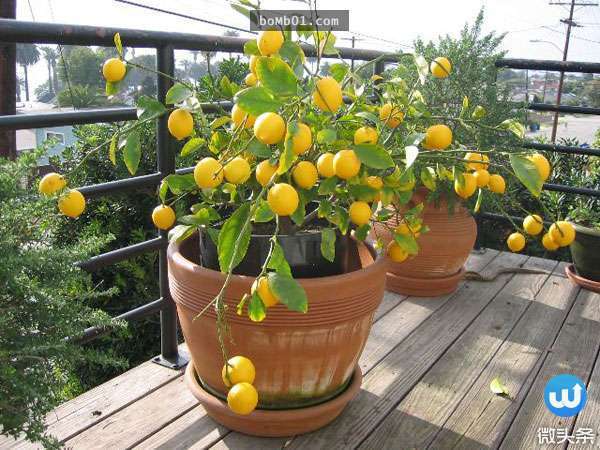 5个简单步骤,就能在家种出果实累累的柠檬树!