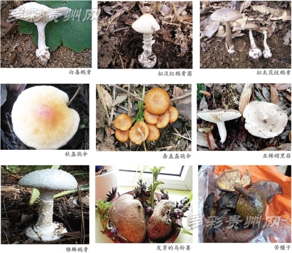 又到野生菌生长旺季 贵州省食安委:警惕毒蘑菇