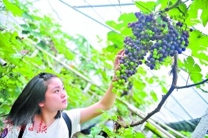 "葡萄王"一斤1800元