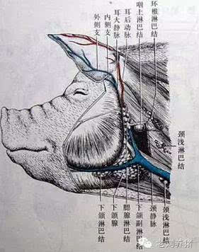 从图上看到,猪的耳静脉是很明显的,大猪采血或输液都是在耳静脉;但