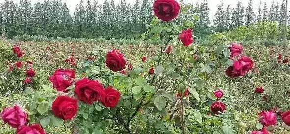 在崇明横沙岛,她种了256亩可以吃的玫瑰花