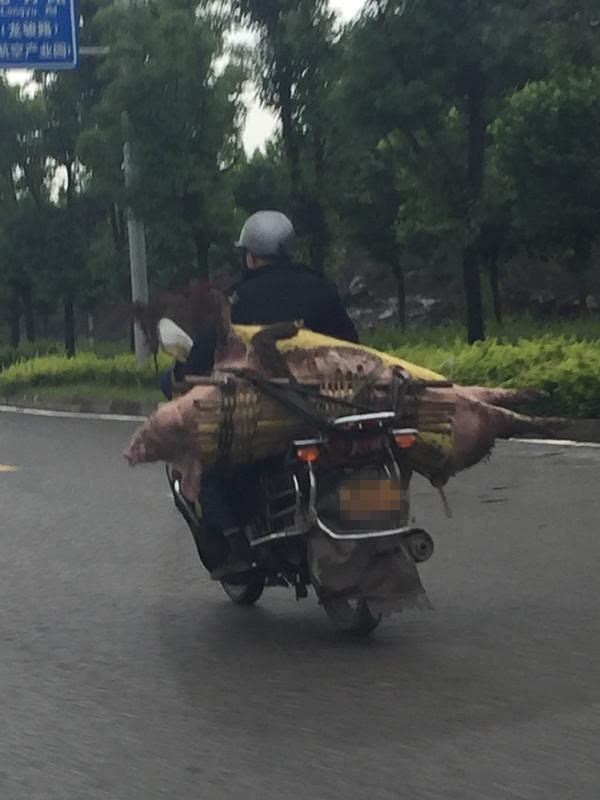 马路上现"超强摩托车 载着活猪一路狂奔