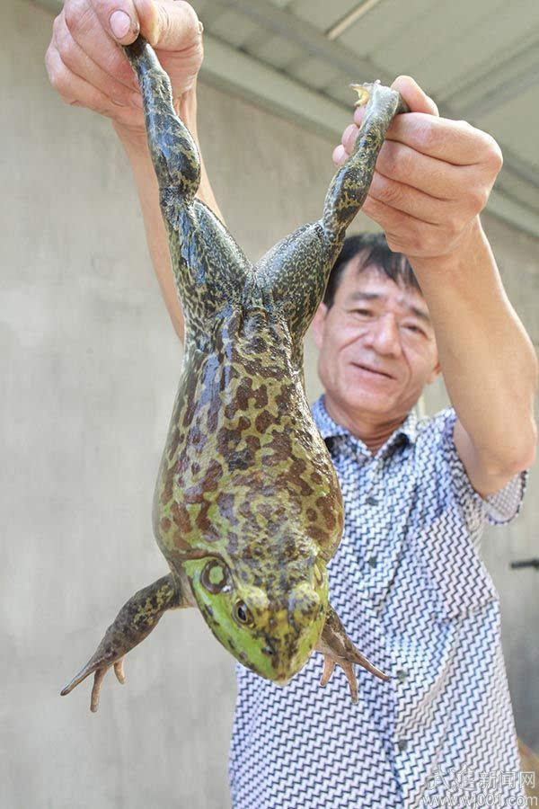 高新区贺北村村民逮到一只大青蛙 重达1.3斤