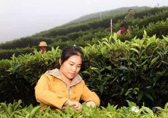 丰顺县龙岗镇总人口_丰顺县丰顺中学图片