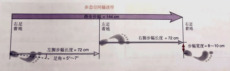 跑步速度=步幅*步频