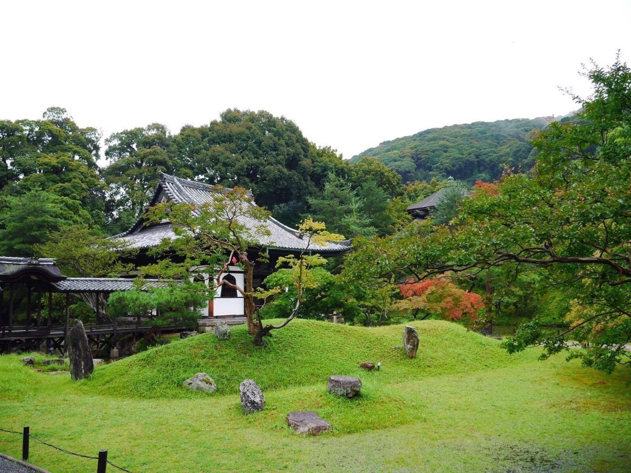 弘益传世游学 京都 | 八月,精细研修日本茶花香