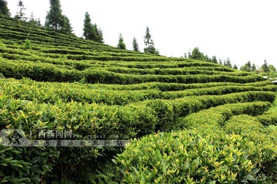 云雾缭绕的云龙山肩,一幢壮族吊脚楼式的建筑伫立其间,它就是广西乐业