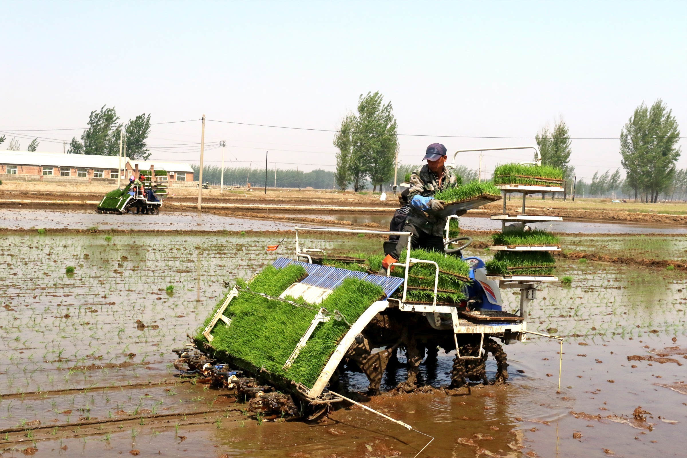 水稻机械化插秧