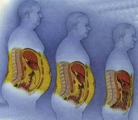 财经 正文  皮下脂肪:臀部和腹部,这我们比较容易看得到,也比较会去