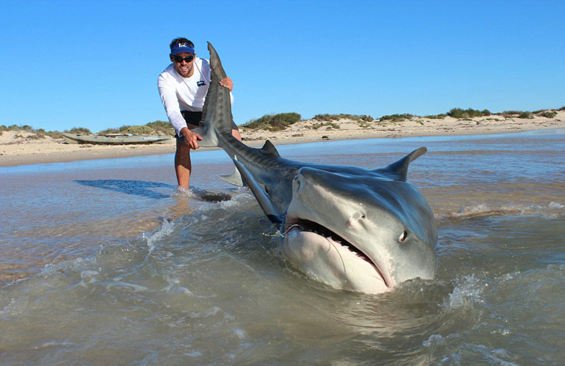 澳大利亚两渔民4天捕10头鲨鱼 合照后放回大海(图)