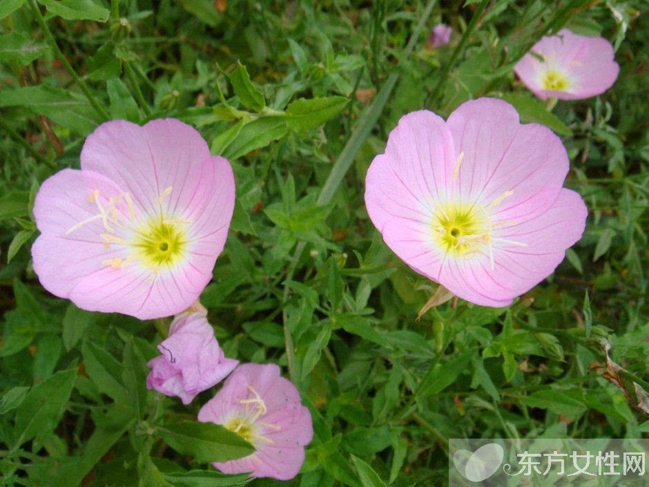 月见草的作用与功效 月见草的食疗方法推荐