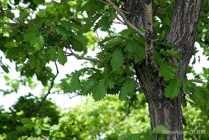 你知道怎样种植橡子树吗