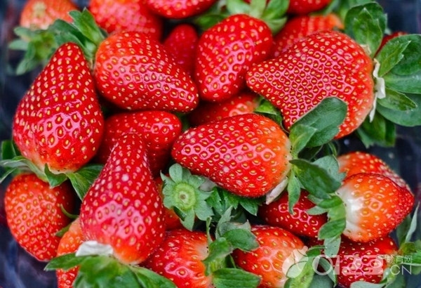 梦见全是草莓