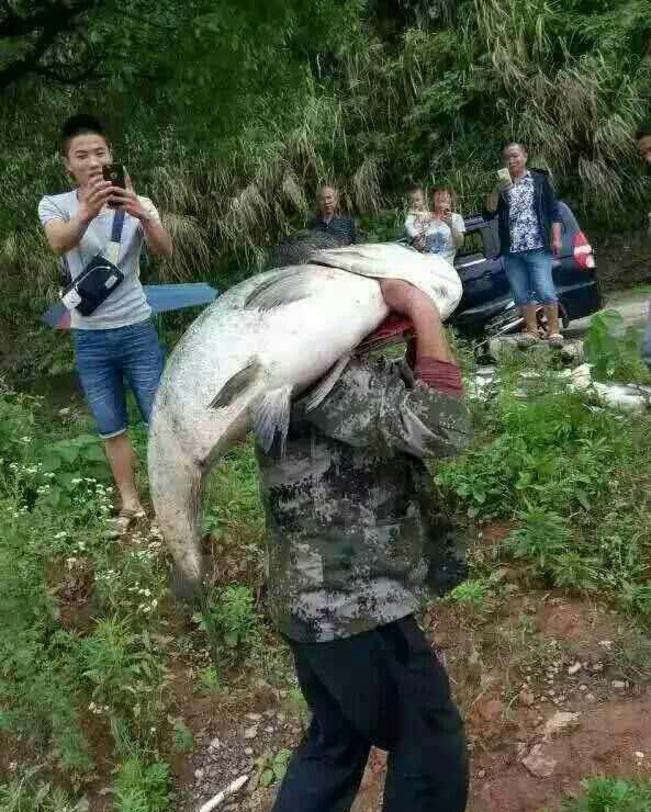 多地水库放水,抓鱼的人比鱼都多!且抓且珍惜吧