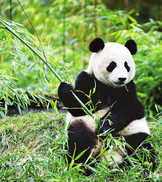 大熊猫形象憨厚率真,亲和友善,悠然自得,稳重中又透着那么一股灵气.