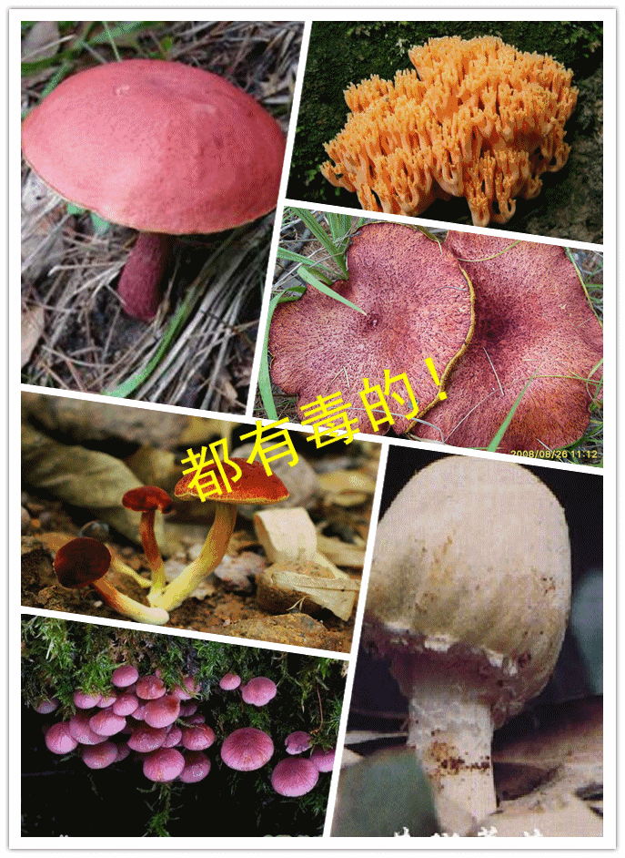 你以为,长相朴素的蘑菇都能吃?梧州近期已发生两起野生菌中毒事件!