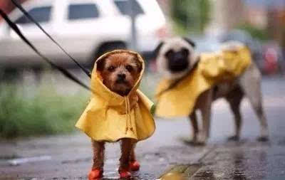 为啥下雨天的时候    总有几个扛着萨摩一路狂奔的