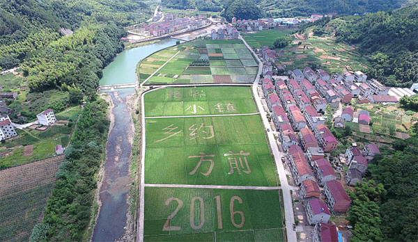 金华磐安彩色水稻基地成农业创意公园